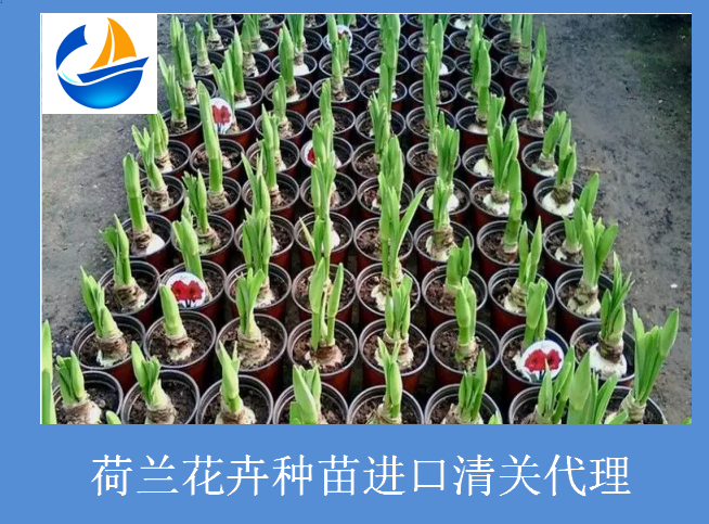 荷蘭花卉種苗進口清關.png