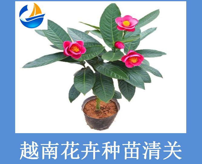 越南花卉種苗清關.png
