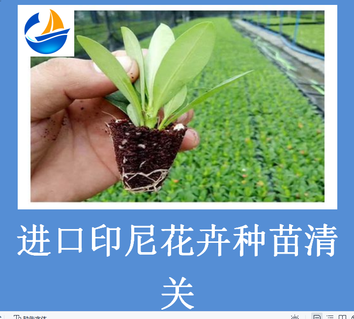 進口印尼花卉種苗清關.png