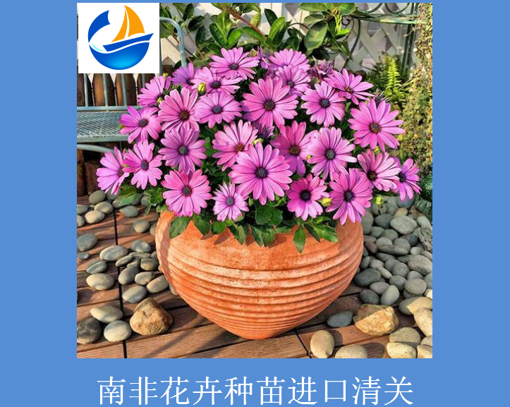 南非花卉種苗進口清關.png